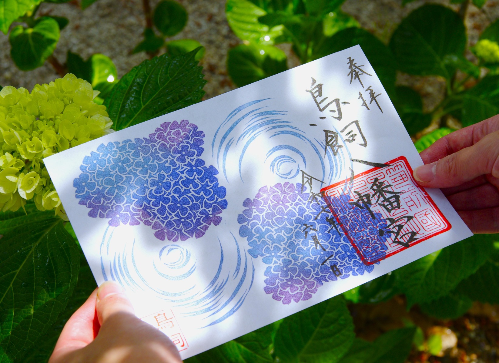 【水無月】 紫陽花と水面
