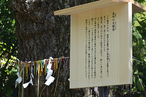 Great Ginkgo Tree (Oo-Icho)