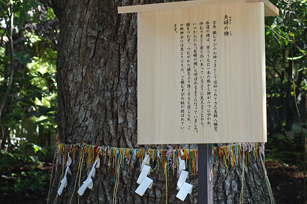 Camphor Tree (Meoto-gusu)