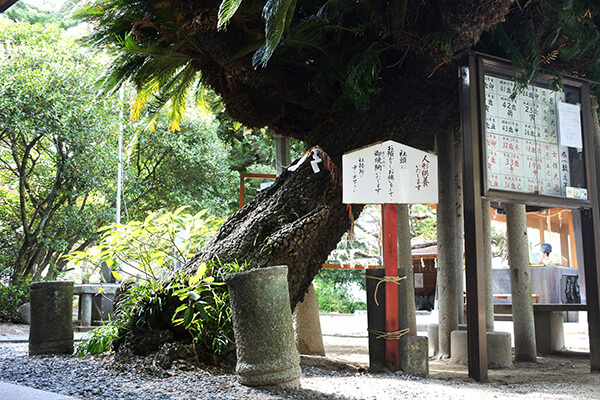 1000-year-old Palm Tree (Sen-nen Sotetsu)