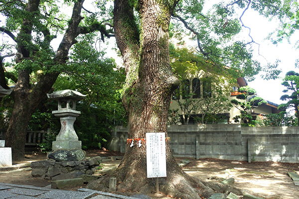 Camphor Tree (Meoto-gusu)