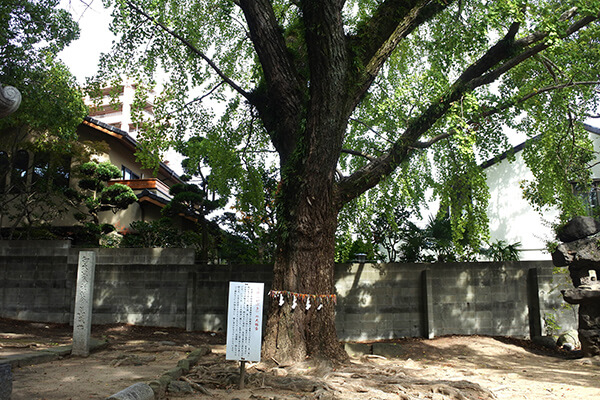 Great Ginkgo Tree (Oo-Icho)